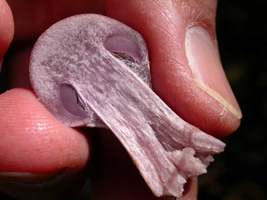Cortinarius alboviolaceus, a bisected young mushroom showing the violet gills and spider-web-like partial veil at the lower edge of the gills.